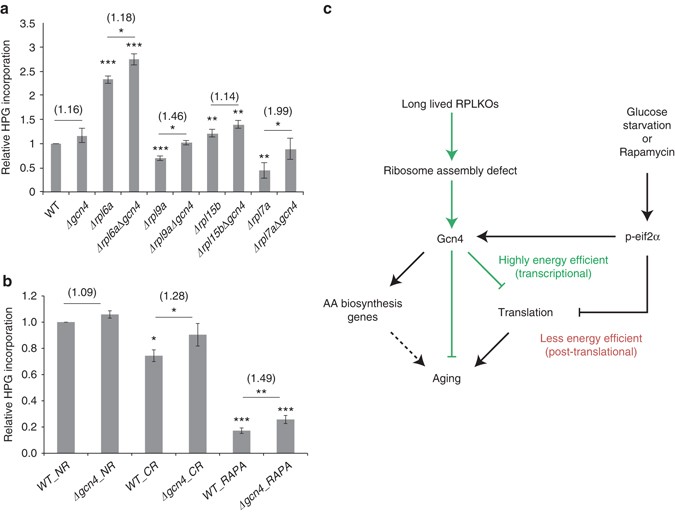 Gcn4 strongly represses translation in the long-lived RPKO strains and stresses. Quantification of global translation by Click-iT HPG for a different single and double KO strains, b glucose-starved (CR) and rapamycin-treated (RAPA) yeast cells. GCN4 deletion restores translation to the level of the wild-type strain in RPKO strains and also leads to increased translation in stressed cells. The significance of the two-tailed t-test between any given deletion strain and the wild-type strain is depicted above the respective bar. Mean values of the relative translation change between the GCN4 deletion strain and the respective parental strain are shown in parentheses. Error bars represent s.d. across three different biological replicates except glucose starvation where n = 2. The p-value for the two-tailed t-test is indicated by ‘*’: *p < 0.05, **p < 0.01, ***p < 0.001. c Model for Gcn4 effect on translation and aging. Green lines indicate the findings in this study, black continuous lines denote previously established links, and the dashed line indicates a connection that remains to be studied