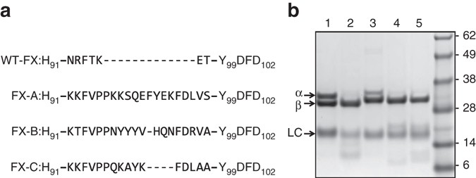 Engineered Factor Xa Variants Retain Procoagulant Activity Independent Of Direct Factor Xa Inhibitors Nature Communications Engineered Factor Xa Variants Retain Procoagulant Activity Independent Of Direct Factor Xa Inhibitors Nature Communications