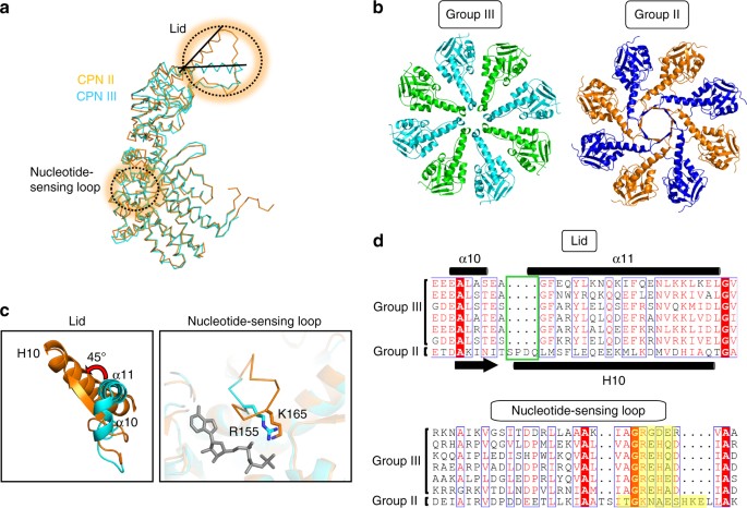 Structural And Mechanistic Characterization Of An Archaeal Like Chaperonin From A Thermophilic Bacterium Nature Communications