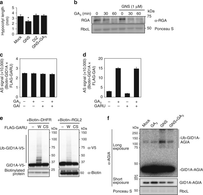Tyrosine Phosphorylation Of The Garu Ubiquitin Ligase Promotes Gibberellin Signalling By Preventing Gid1 Degradation Nature Communications Tyrosine Phosphorylation Of The Garu Ubiquitin Ligase Promotes Gibberellin Signalling By Preventing Gid1 Degradation Nature Communications