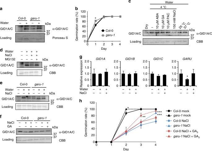 Tyrosine Phosphorylation Of The Garu Ubiquitin Ligase Promotes Gibberellin Signalling By Preventing Gid1 Degradation Nature Communications Tyrosine Phosphorylation Of The Garu Ubiquitin Ligase Promotes Gibberellin Signalling By Preventing Gid1 Degradation Nature Communications