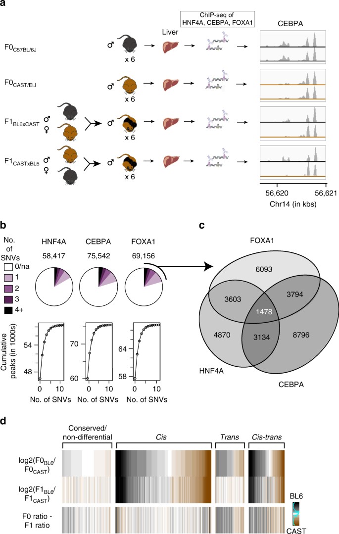 Interplay Of Cis And Trans Mechanisms Driving Transcription Factor Binding And Gene Expression Evolution | Nature Communications Interplay Of Cis And Trans Mechanisms Driving Transcription Factor Binding And Gene Expression Evolution | Nature Communications