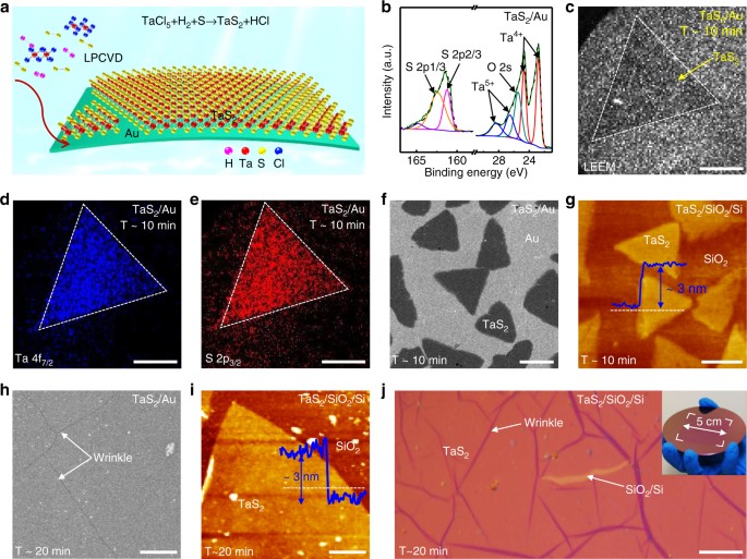 Two-dimensional metallic tantalum disulfide 