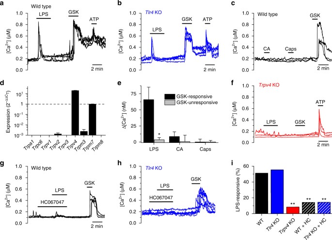 Trpv4 Activation Triggers Protective Responses To Bacterial Lipopolysaccharides In Airway Epithelial Cells Nature Communications