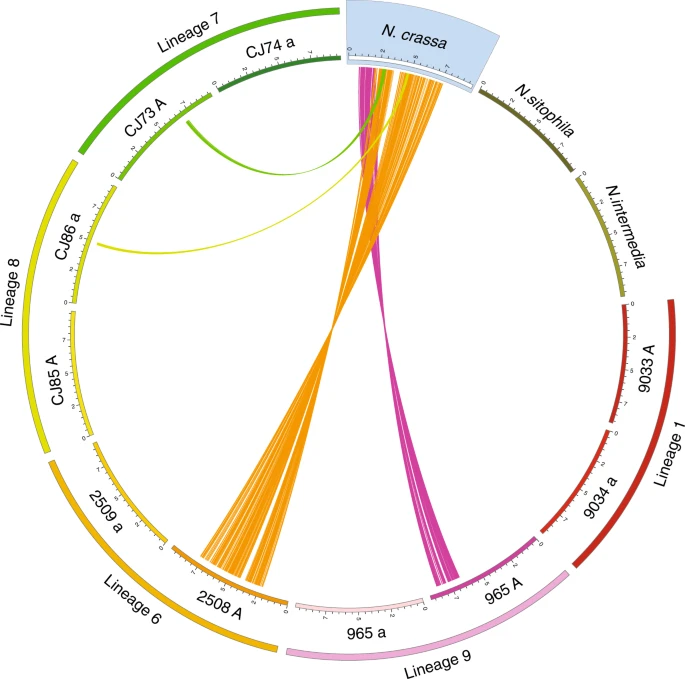 Large-scale suppression of recombination predates genomic rearrangements in Neurospora tetrasperma