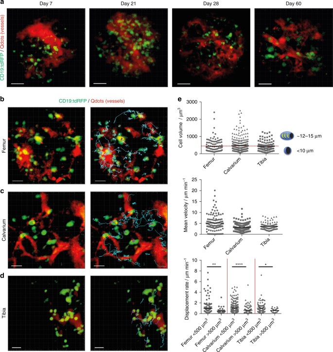 Minimally invasive longitudinal intravital imaging of cellular dynamics in  intact long bone