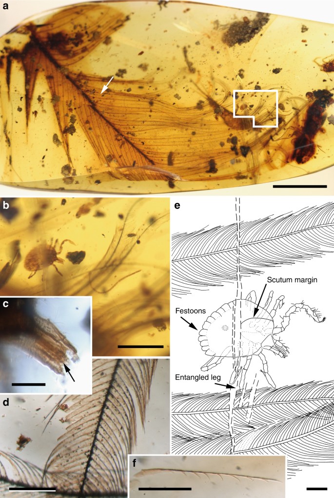 Ticks Parasitised Feathered Dinosaurs As Revealed By Cretaceous Amber Assemblages Nature Communications Stream zoom by last dinosaurs from desktop or your mobile device. ticks parasitised feathered dinosaurs