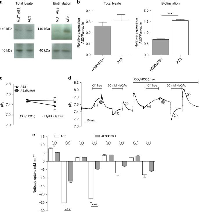 Loss-of-activity-mutation in the cardiac chloride-bicarbonate exchanger AE3  causes short QT syndrome | Nature Communications