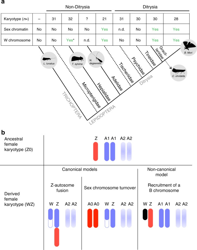 The Deep Conservation Of The Lepidoptera Z Chromosome Suggests A Non Canonical Origin Of The W Nature Communications