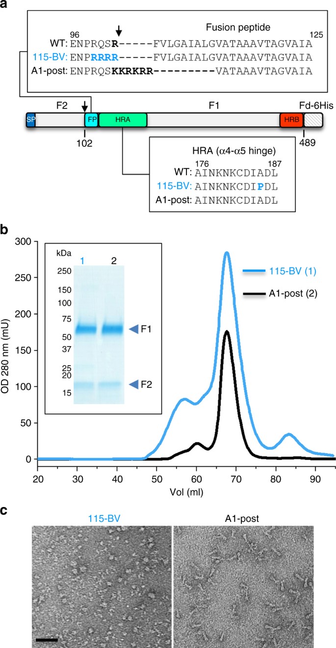 Structure And Immunogenicity Of Pre Fusion Stabilized Human Metapneumovirus F Glycoprotein Nature Communications