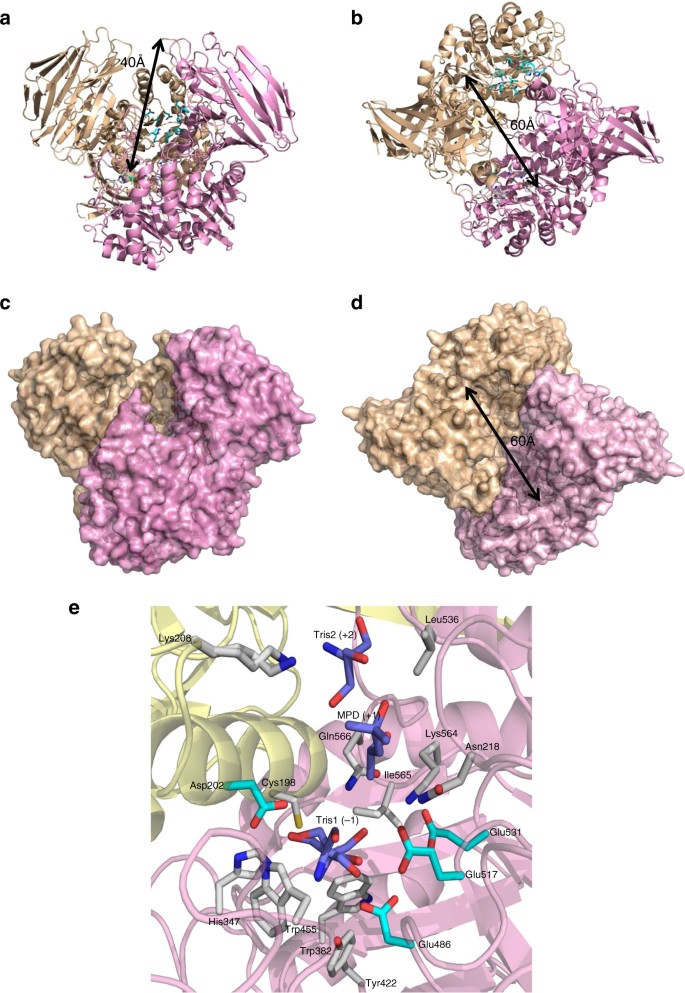 3 Structure of kappa, iota, and lambda carrageenan. (Figure redrawn