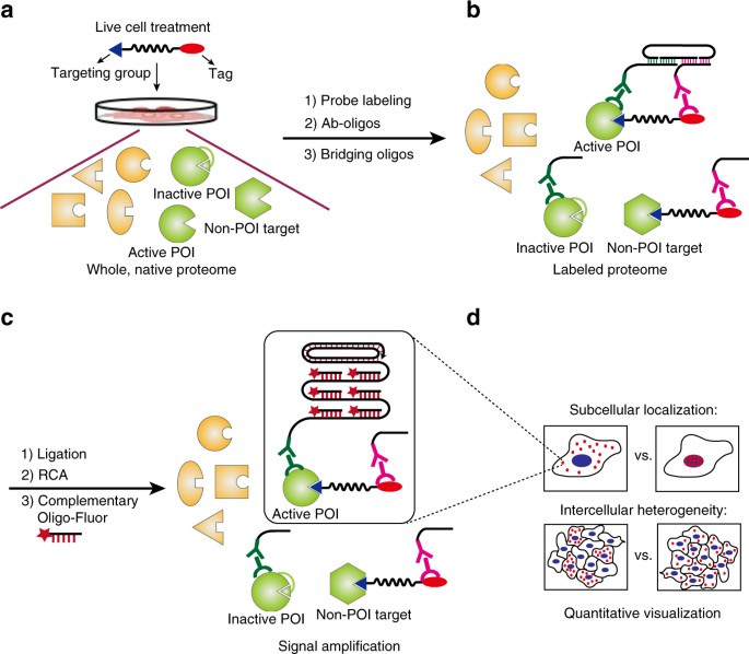 An Activity Dependent Proximity Ligation Platform For Spatially Resolved Quantification Of Active Enzymes In Single Cells Nature Communications