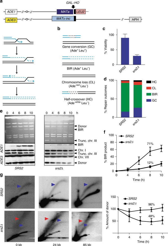 Break Induced Replication Promotes Formation Of Lethal Joint Molecules Dissolved By Srs2 Nature Communications Break Induced Replication Promotes Formation Of Lethal Joint Molecules Dissolved By Srs2 Nature Communications