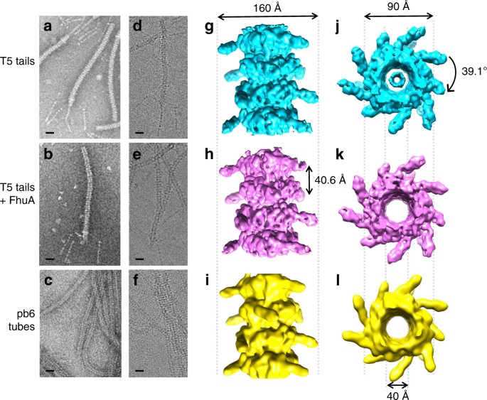 Bacteriophage T5 Tail Tube Structure Suggests A Trigger Mechanism For Siphoviridae Dna Ejection Nature Communications