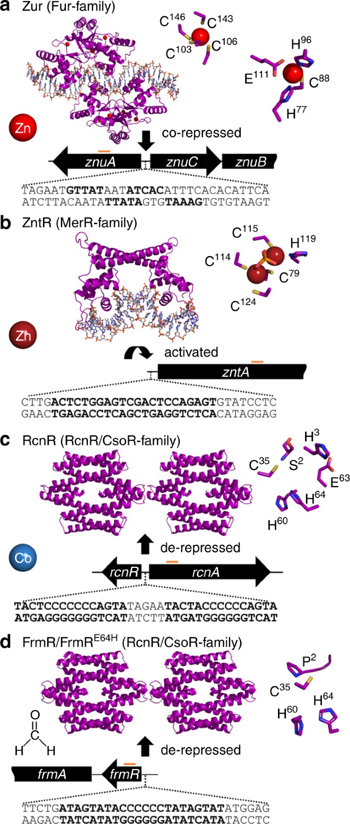 Fine Control Of Metal Concentrations Is Necessary For Cells To Discern Zinc From Cobalt Nature Communications