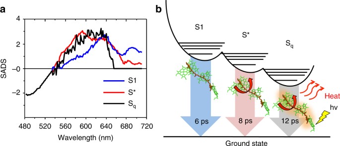 Different Carotenoid Conformations Have Distinct Functions In Light Harvesting Regulation In Plants Nature Communications