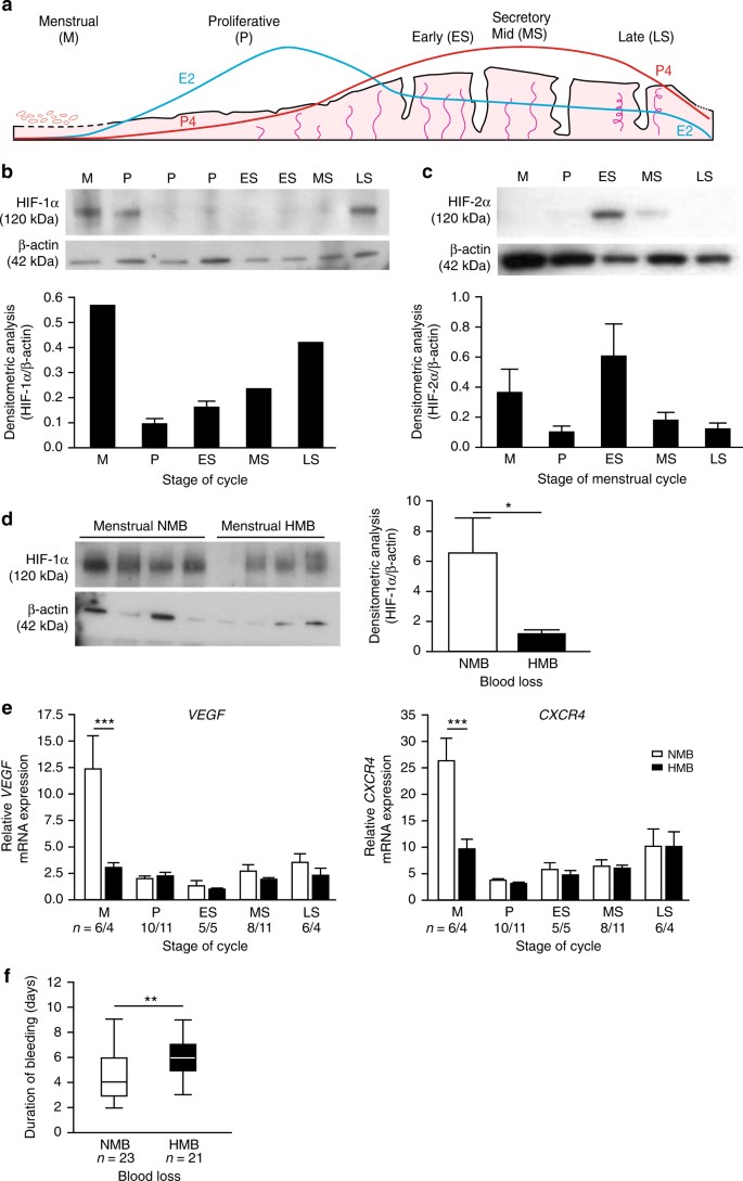 Hypoxia And Hypoxia Inducible Factor 1α Are Required For - 