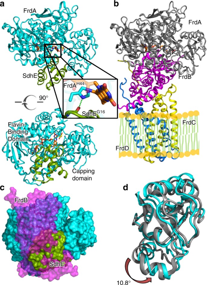 Crystal structure of an assembly intermediate of respiratory Complex II |  Nature Communications