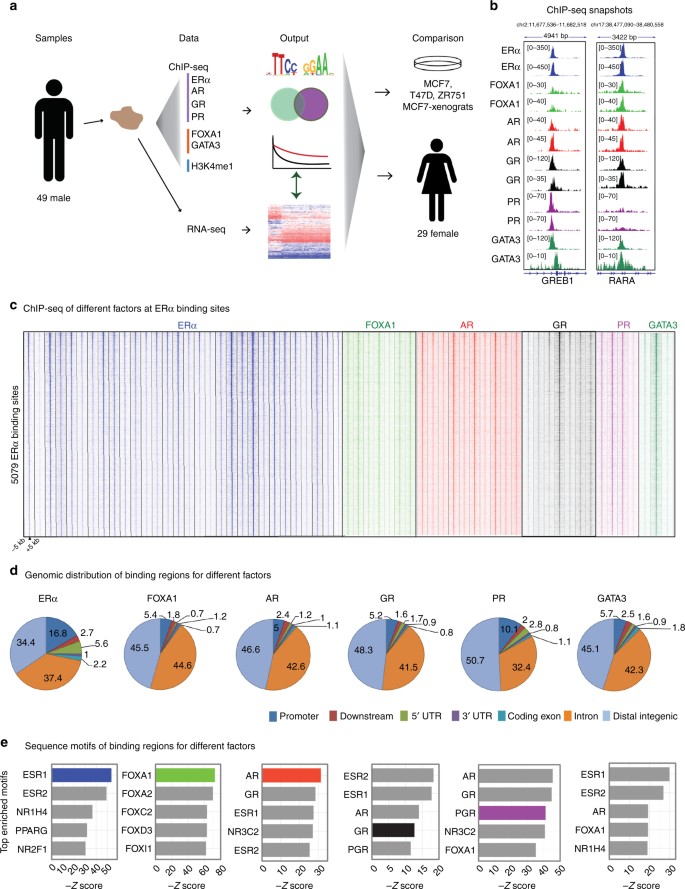 Characterizing steroid hormone receptor chromatin binding landscapes in  male and female breast cancer | Nature Communications