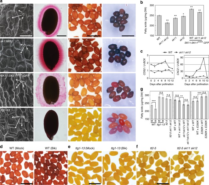 Site Specific Phosphorylation Of Transparent Testa Glabra1 Mediates Carbon Partitioning In Arabidopsis Seeds Nature Communications