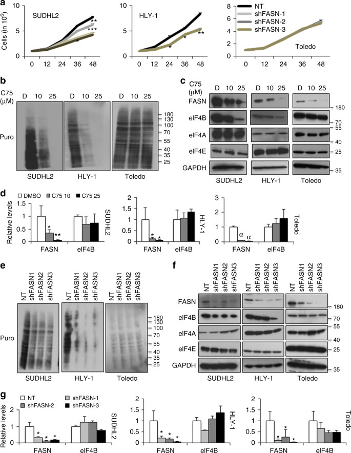 Fatty Acid Synthase induced S6Kinase facilitates USP11-eIF4B complex  formation for sustained oncogenic translation in DLBCL | Nature  Communications