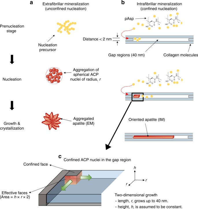 The role of confined collagen geometry in decreasing nucleation energy  barriers to intrafibrillar mineralization | Nature Communications