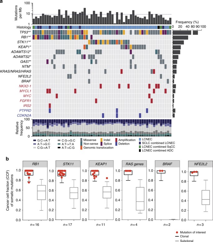 Integrative Genomic Profiling Of Large Cell Neuroendocrine Carcinomas Reveals Distinct Subtypes Of High Grade Neuroendocrine Lung Tumors Nature Communications