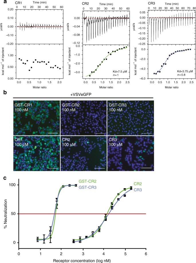 Structural Basis For The Recognition Of Ldl Receptor Family Members By Vsv Glycoprotein Nature Communications Structural Basis For The Recognition Of Ldl Receptor Family Members By Vsv Glycoprotein Nature Communications