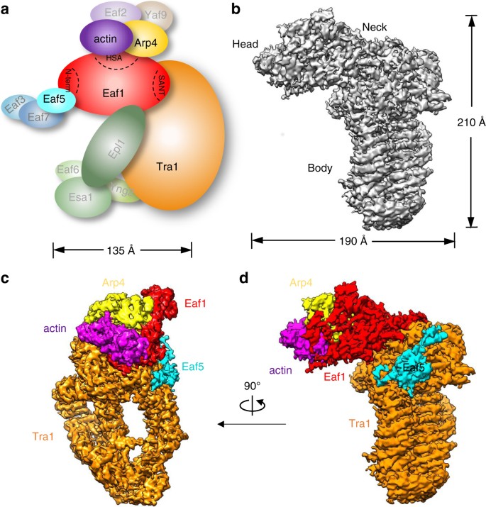 Architecture of the Saccharomyces cerevisiae NuA4/TIP60 complex | Nature  Communications