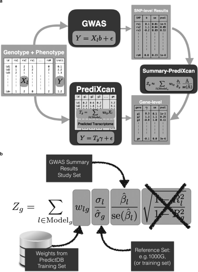 Exploring the phenotypic consequences of tissue specific gene expression  variation inferred from GWAS summary statistics | Nature Communications