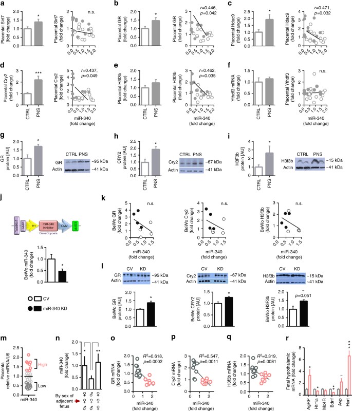 Placental Mir 340 Mediates Vulnerability To Activity Based Anorexia In Mice Nature Communications