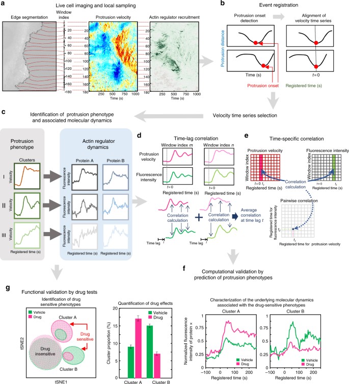 Deconvolution Of Subcellular Protrusion Heterogeneity And The Underlying Actin Regulator Dynamics From Live Cell Imaging Nature Communications Deconvolution Of Subcellular Protrusion Heterogeneity And The Underlying Actin Regulator Dynamics From Live Cell Imaging Nature Communications