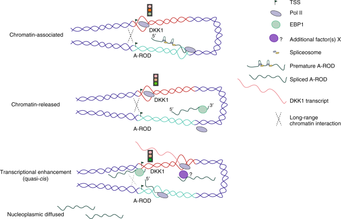 Long Ncrna A Rod Activates Its Target Gene Dkk1 At Its Release From Chromatin Nature Communications