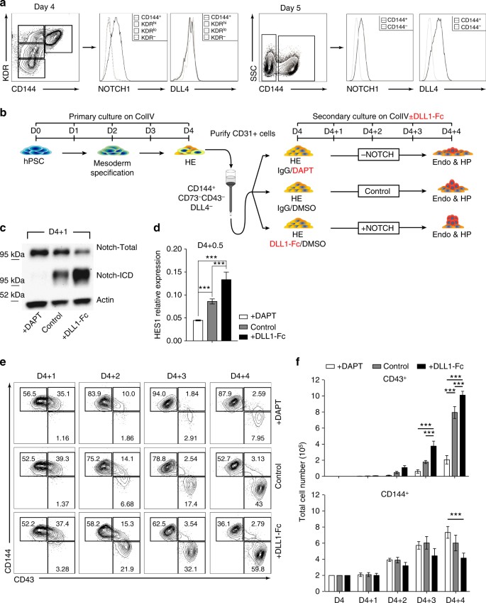 NOTCH Signaling Specifies Arterial Type Definitive Hemogenic