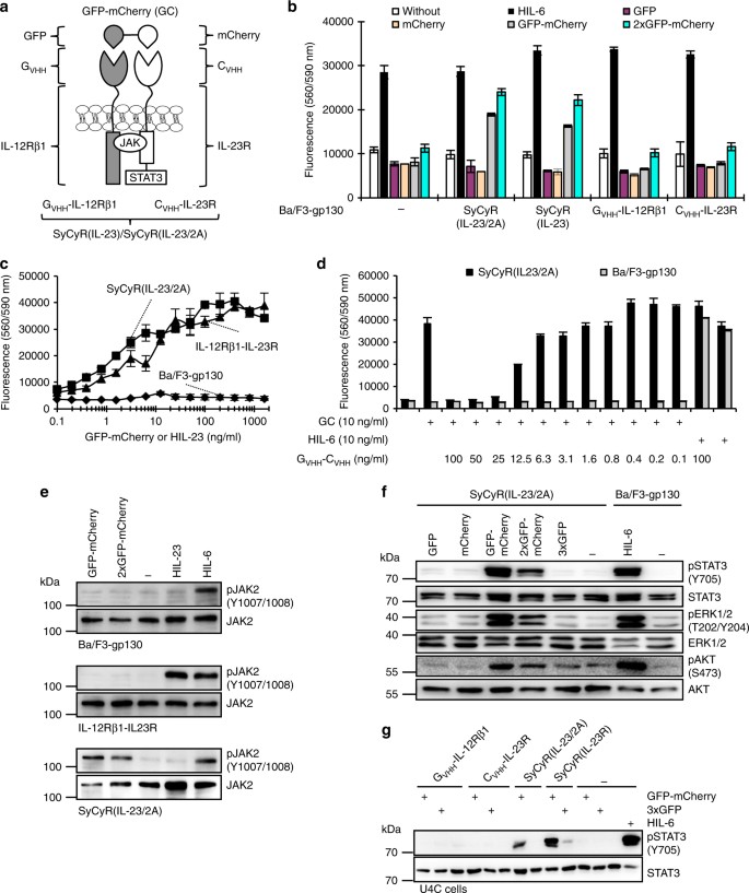 Synthetic Cytokine Receptors Transmit Biological Signals Using Artificial Ligands Nature Communications Synthetic Cytokine Receptors Transmit Biological Signals Using Artificial Ligands Nature Communications
