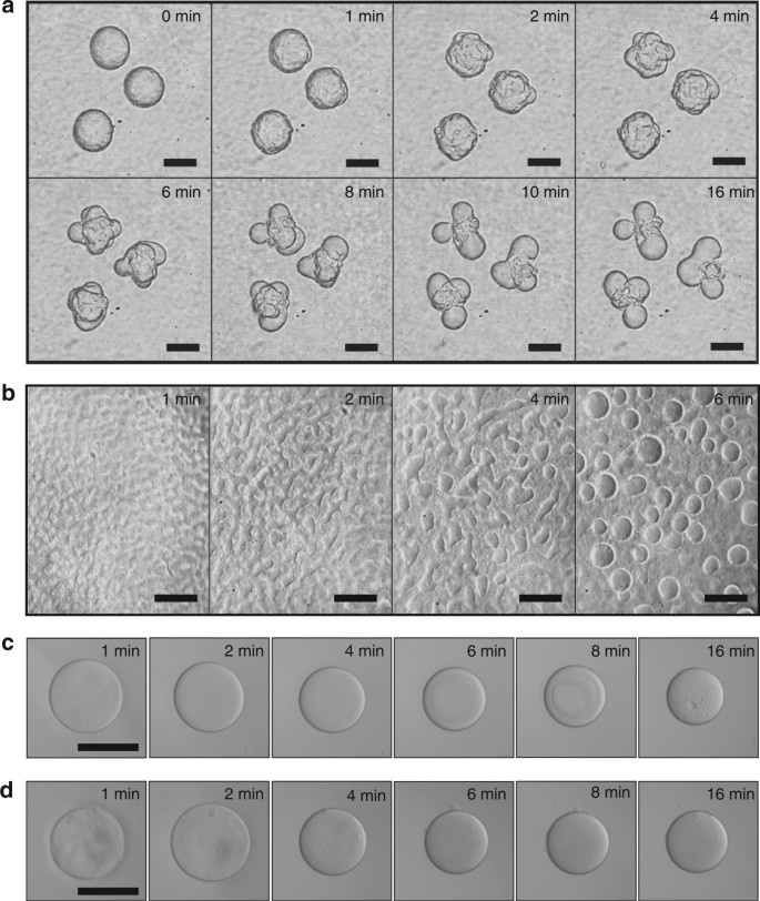 Budding Like Division Of All Aqueous Emulsion Droplets Modulated By Networks Of Protein Nanofibrils Nature Communications