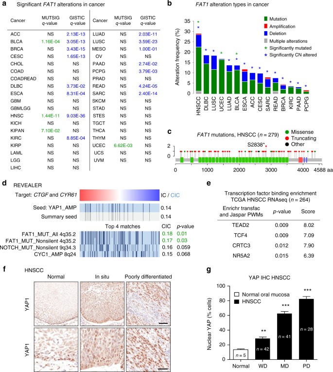 Assembly And Activation Of The Hippo Signalome By Fat1 Tumor Suppressor Nature Communications