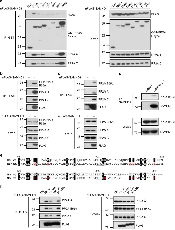 Dephosphorylation Of The Hiv 1 Restriction Factor Samhd1 Is Mediated By Pp2a B55a Holoenzymes During Mitotic Exit Nature Communications