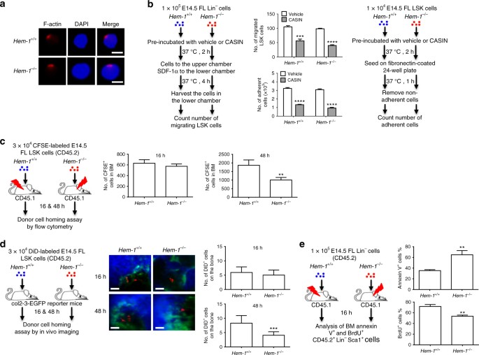 The Wave2 Scaffold Hem 1 Is Required For Transition Of Fetal Liver Hematopoiesis To Bone Marrow Nature Communications