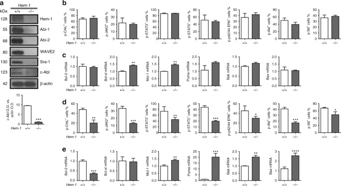 The Wave2 Scaffold Hem 1 Is Required For Transition Of Fetal Liver Hematopoiesis To Bone Marrow Nature Communications