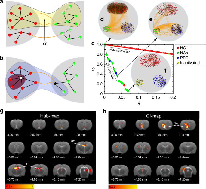Finding Influential Nodes For Integration In Brain Networks Using Optimal Percolation Theory Nature Communications