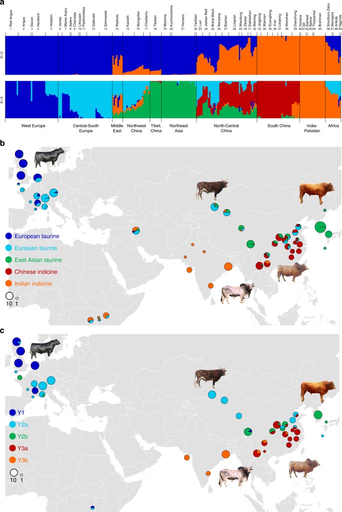 Whole-genome resequencing reveals world-wide ancestry and adaptive introgression of domesticated cattle in East Asia | Nature Communications