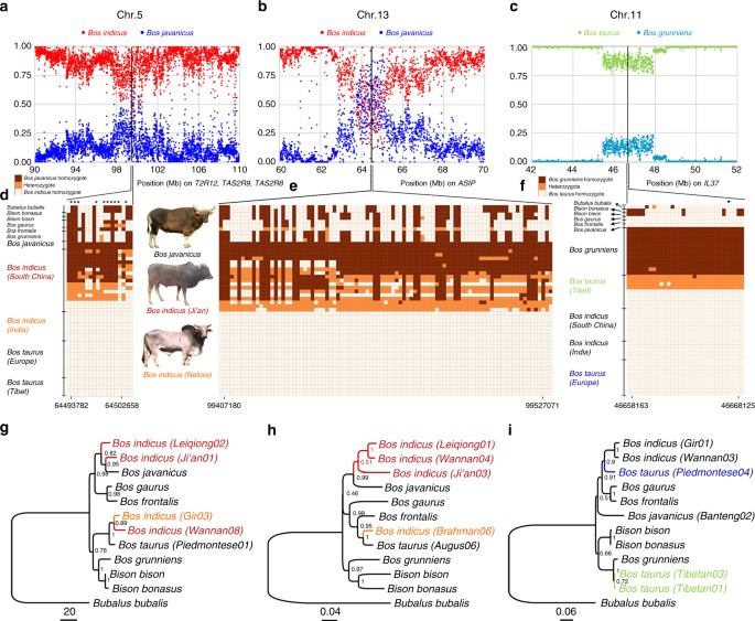 fårehyrde Tap fysisk Whole-genome resequencing reveals world-wide ancestry and adaptive  introgression events of domesticated cattle in East Asia | Nature  Communications