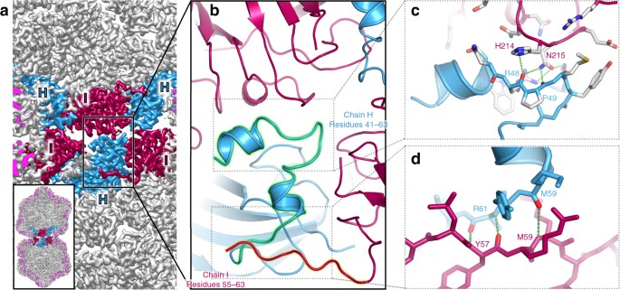 The 3 3 A Structure Of A Plant Geminivirus Using Cryo Em Nature Communications