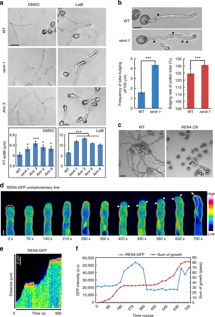 The REN4 rheostat dynamically coordinates the apical and lateral domains of  Arabidopsis pollen tubes | Nature Communications