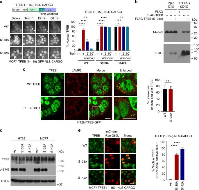 A Tfeb Nuclear Export Signal Integrates Amino Acid Supply