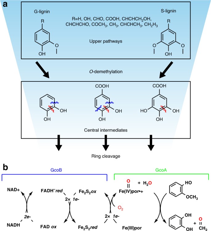 A Promiscuous Cytochrome P450 Aromatic O Demethylase For Lignin Bioconversion Nature Communications
