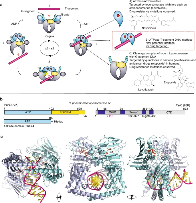 Topoisomerase II