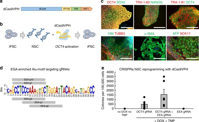 Human Pluripotent Reprogramming With Crispr Activators Nature