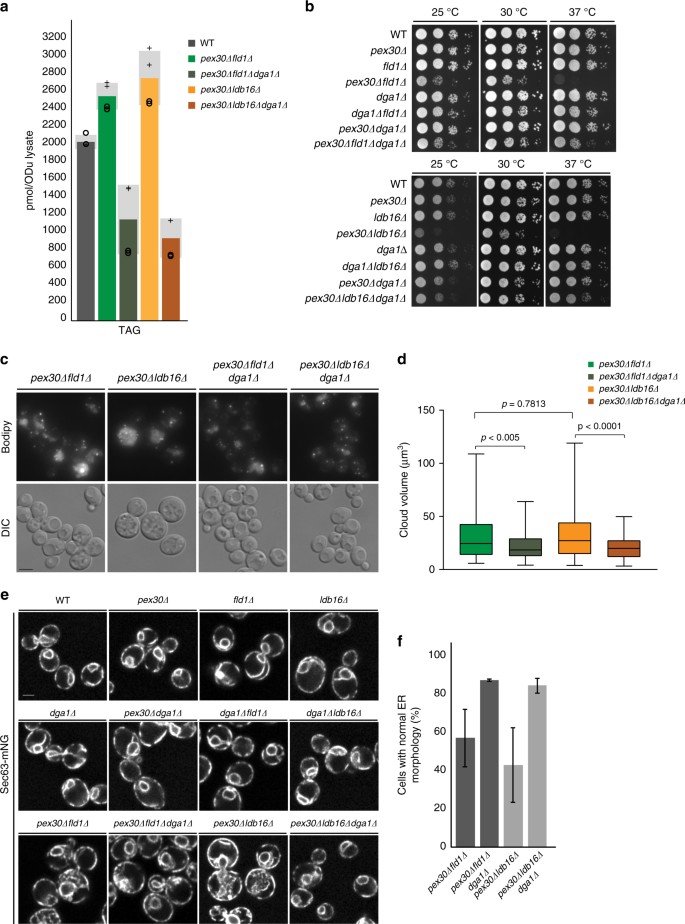Seipin And The Membrane Shaping Protein Pex30 Cooperate In Organelle Budding From The Endoplasmic Reticulum Nature Communications